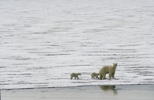 Polar_bears_and_sea_ice