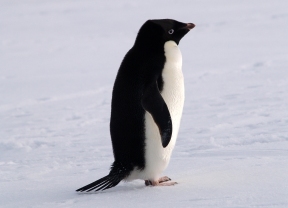 ADELIE penguin