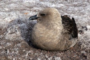 A skua rests on the icy ground at McMurdo Station.