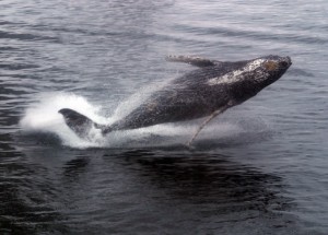 humpback_breaching