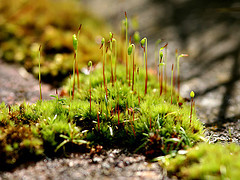 arctic tundra plant life