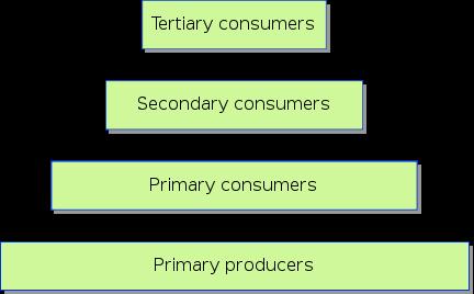 tundra pyramid web ecological consumer food polar quaternary ecosystem energy wikimedia courtesy candice